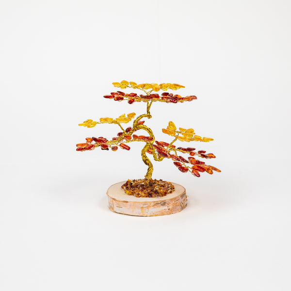 Arbre ambre Sylvia - Moyen