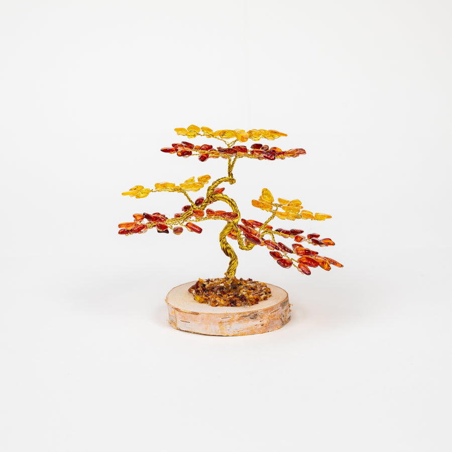 Arbre ambre Sylvia - Moyen