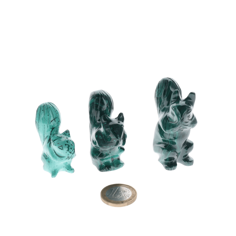 Écureuil Malachite