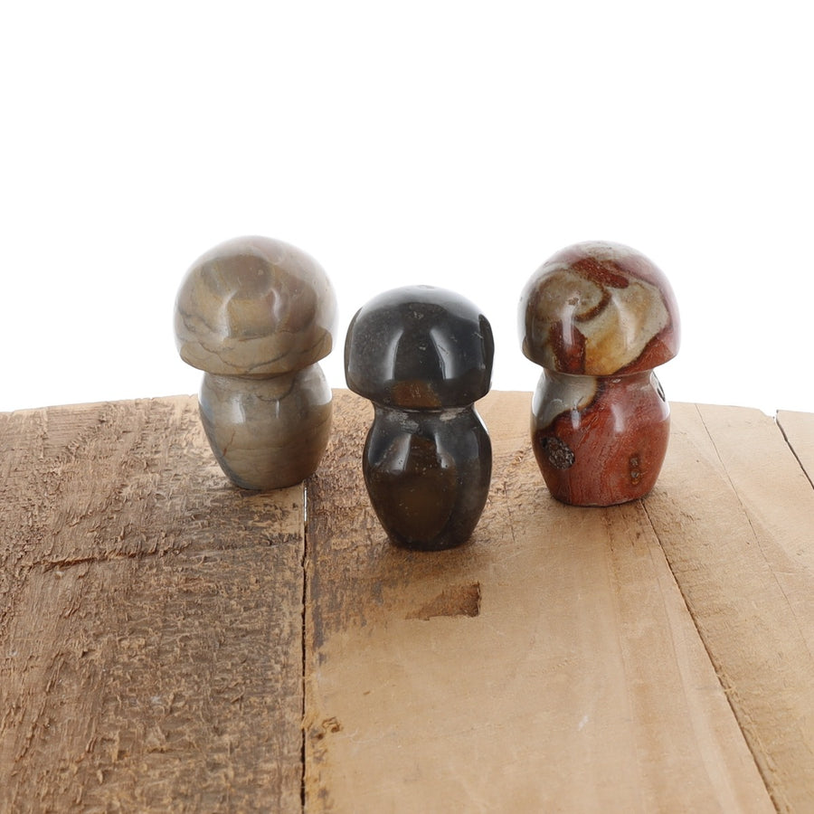 Champignon Jaspe Polychrome (lot de 3)